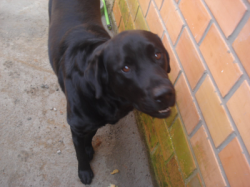 vendo labrador de 7 meses chocolate .